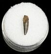 Dromaeosaur (Raptor) Tooth - Montana #4444-1
